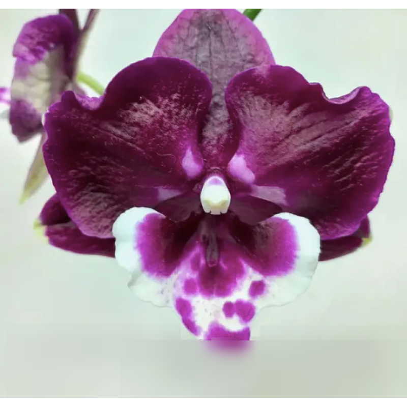 Орхiдея Phal. Bright Peacock x Yushan Mongo big lip - купити